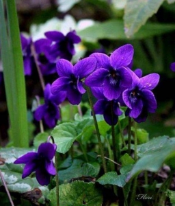 სურათი